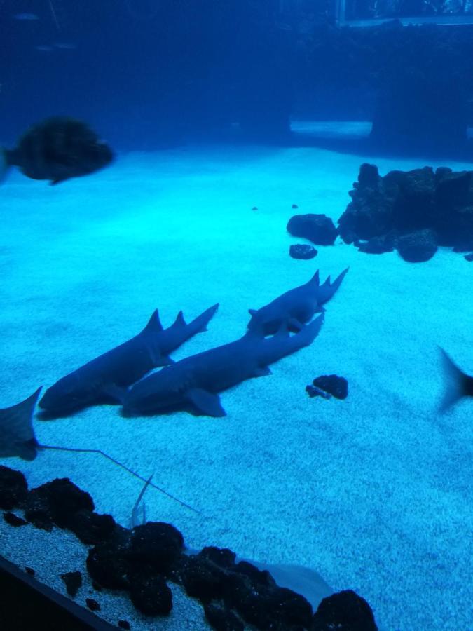 Las Canteras Aquarium Las Palmas Exterior photo